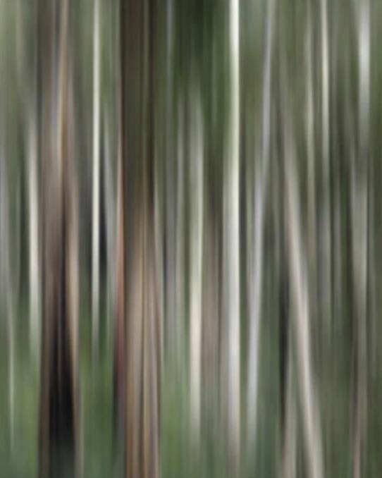 A eucaplypt forest abstract.