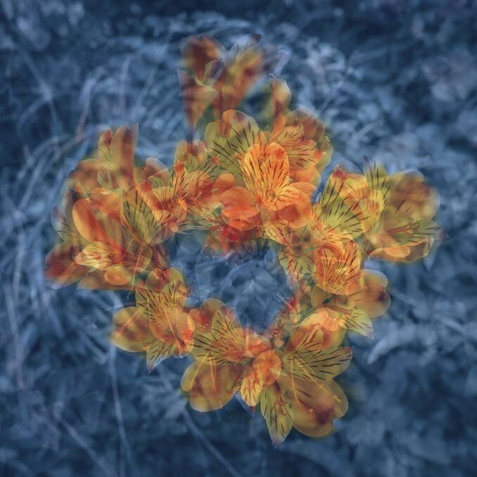 Flowering plant combined with a blue textured background.