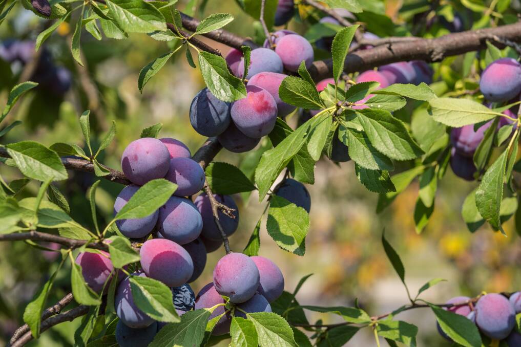 Juicy plums are available in range of varieties and flavours. Pictures: Shutterstock 