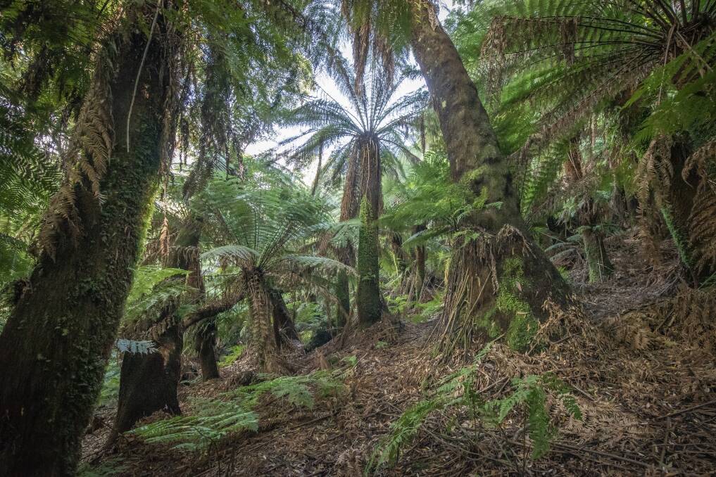 An extensive tree fern glade in an area of mixed rainforest in the Mutual Valley near Derby. Picture: Craig George