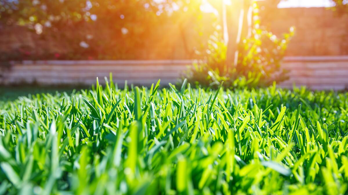 CHECK: Knowing how much water grass needs can be tricky. Pictures: Shutterstock