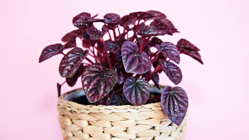 Potted plants make a great Mother's Day gift. Picture: Shutterstock