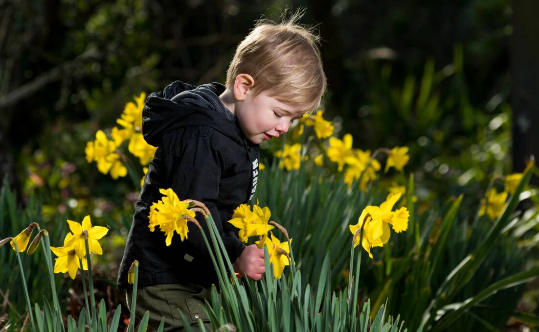 DAY OUT: Arlo Cooper playing in the flowers at City Park, Launceston. Picture: Phillip Biggs