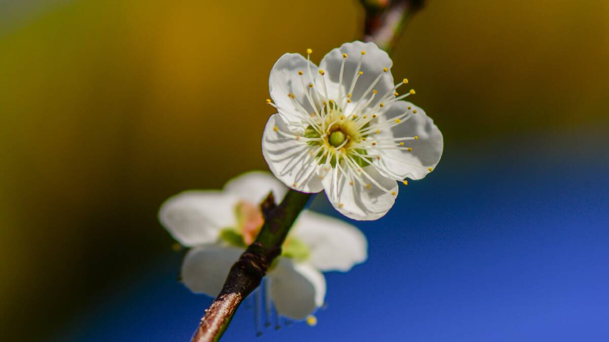 Prunus Mume in blossom. 