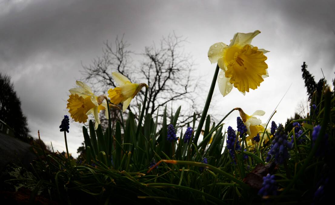 SEASON CHANGE: Daffodils in Royal Park brighten up a gloomy day. Picture: Scott Gelston