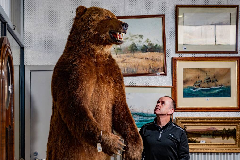 BIG BEAR: Armitage Auction's Neil O'Brien with Kamchatka brown bear valued at $45,000 going under the hammer this week. Picture: Phillip Biggs
