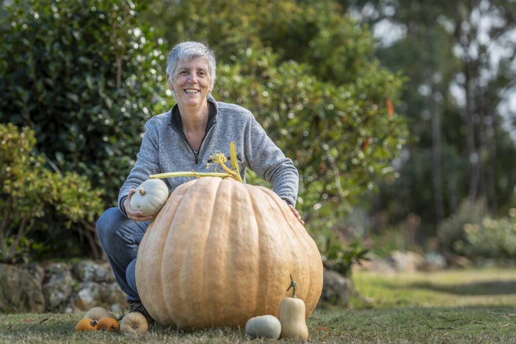 PUMPKIN GALORE: Pumpkin grower Alison Marshall will showcase her pumpkins at the upcoming Autumn Show this weekend. Picture: Craig George