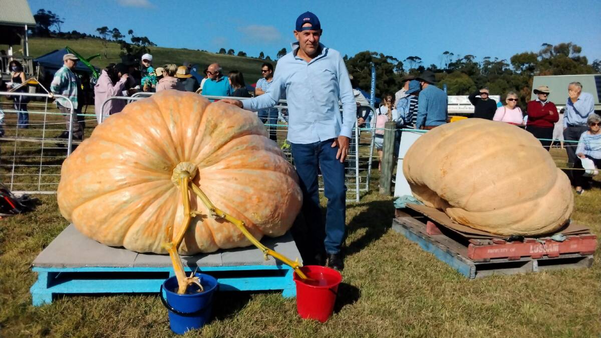 Shane Newitt with CJ, the five foot six-wide pumpkin recorded this week as Tasmania's heaviest. Picture: Supplied