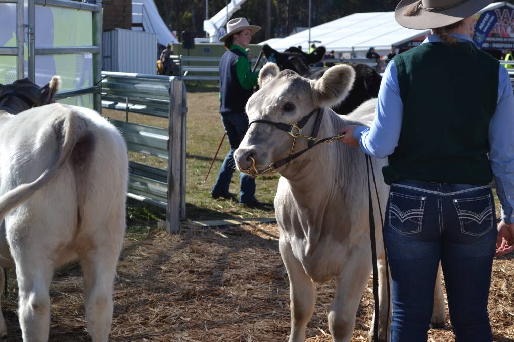 The postponement of Agfest is set to impact local dairy farmers. Picture: File 