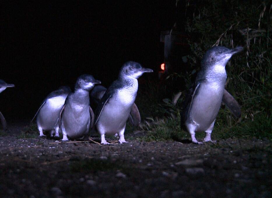 AT RISK: A series of dog attacks in Low Head and Bicheno several years ago prompted community action to improve safety for little penguins, but there's still more to do. Picture: Nic Wardlaw