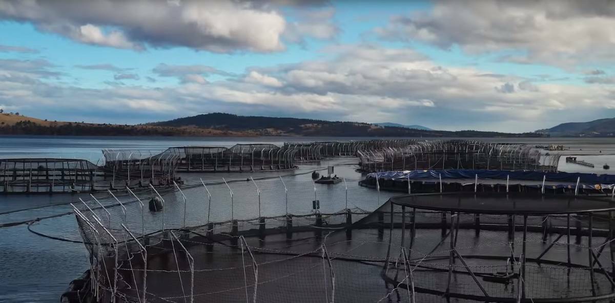 BIG SALMON: An immediate one-year moratorium on new leases and exploration permits has been applied to Tasmanian waters. Picture: File