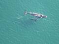 SIGHTINGS: Southern right whales are in the middle of their migration north from southern feeding grounds. Picture: NRE Tasmania
