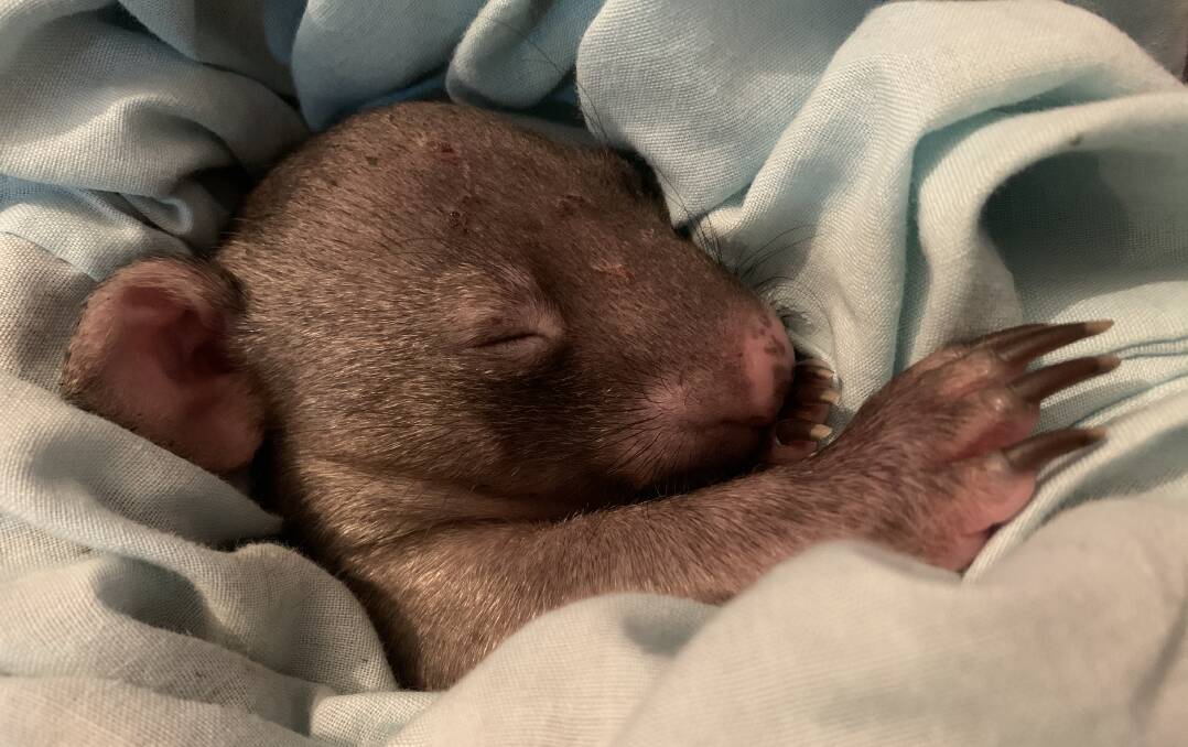 RESCUED: A Baby wombat rescued after it's mother was hit by car. Picture: Supplied