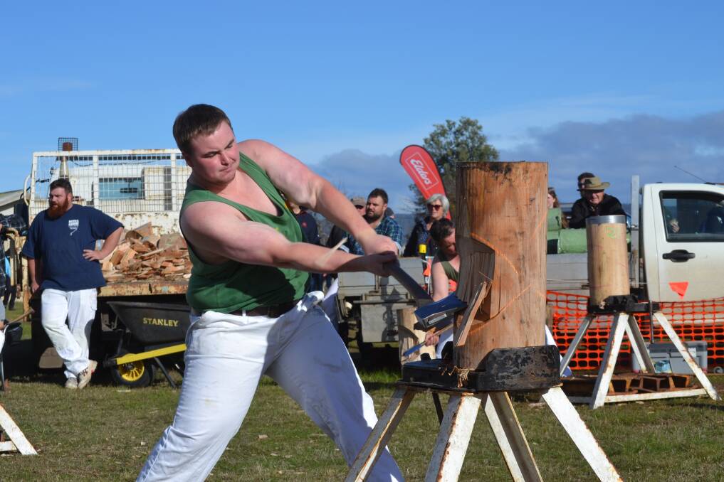 BIG UNIT: Blake Lovell from Huonville tucks into a big log in the woodchopping competition at the Campbell Town Show. Picture: Andrew Chounding 
