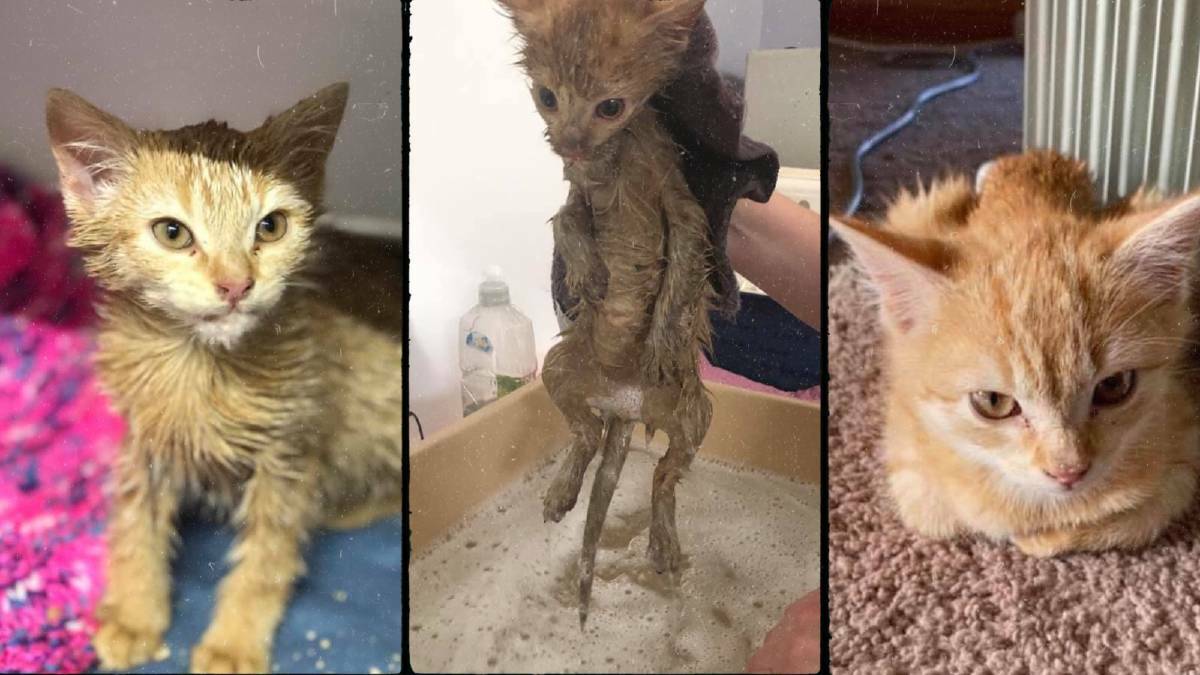 Kitten rescued from asphalt dies