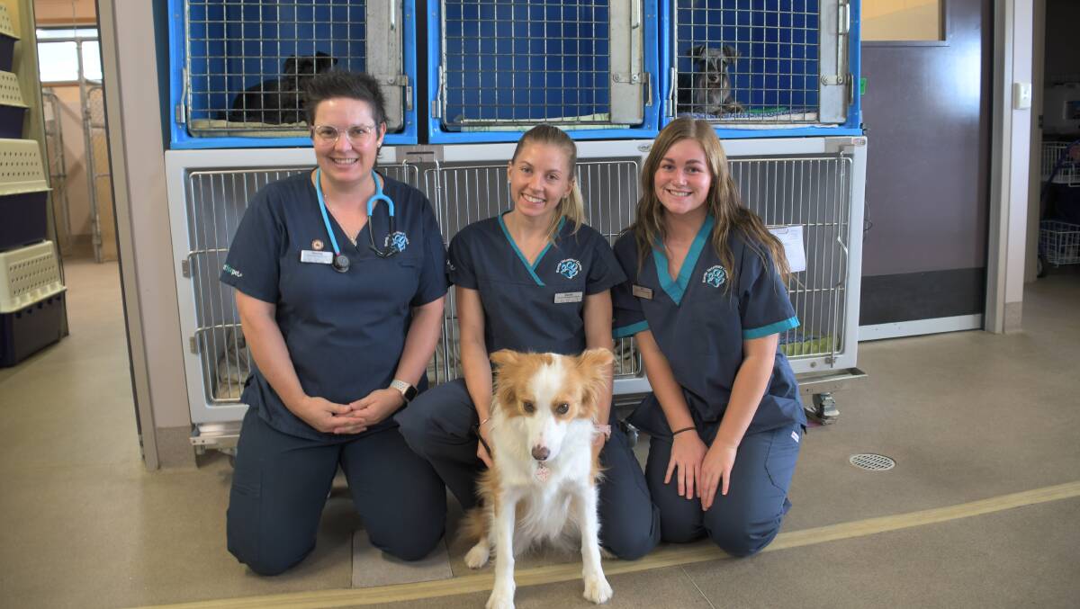Safety first: Burnie Veterinary Centre veterinary nurses Tammy Smith, Sarah Heathcote, who is also the practice manager, and Olivia Whiteley with Miss Heathcote's dog Maple. Picture: Rodney Woods. 