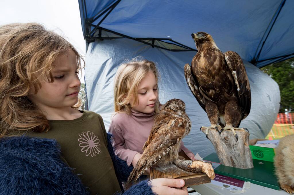 WILDLIFE WONDER: Bonnie and Scarlett Jenkins, both 8 of Westbury, look at a native wildlife display at Westbury Primary School fair. Picture: Phillip Biggs