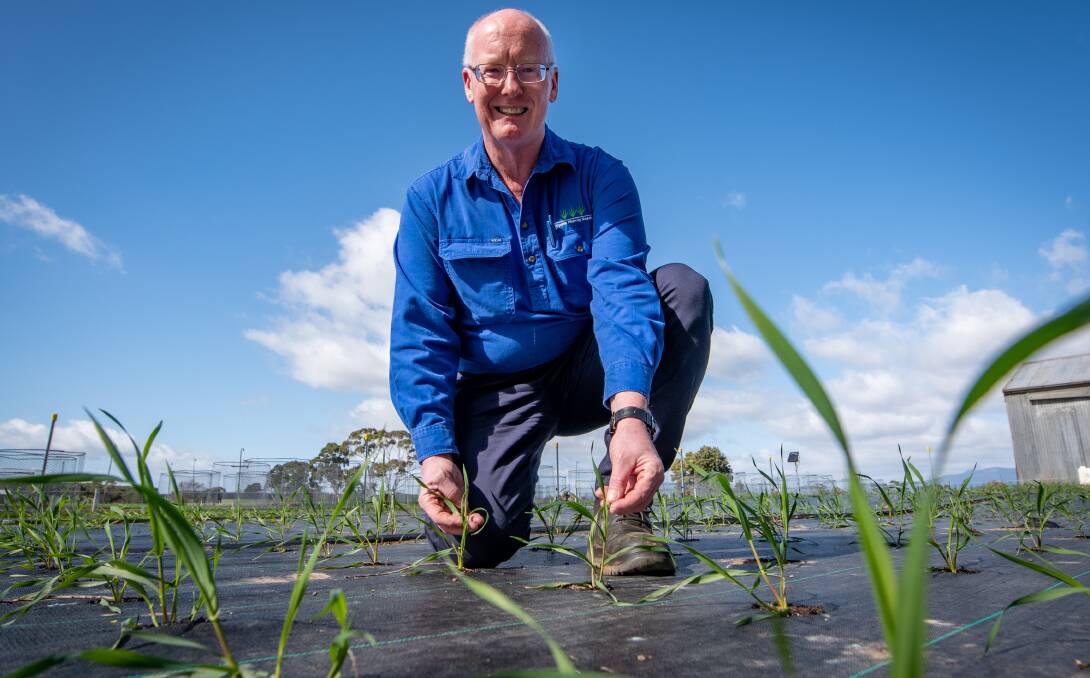 INNOVATION: Research manager of the Upper Murray Seeds Cressy Research Station Tim Smallbon, with some wheat seedlings. Pictures: Paul Scambler 