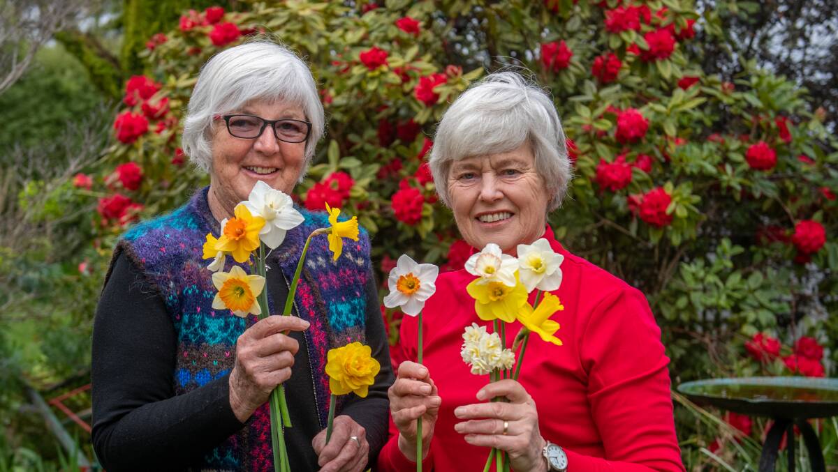 BLOOMING: Liz Atkins and Norma Purton of Launceston preview the Launceston Horticultural Society Show spring show. Picture: Paul Scambler 