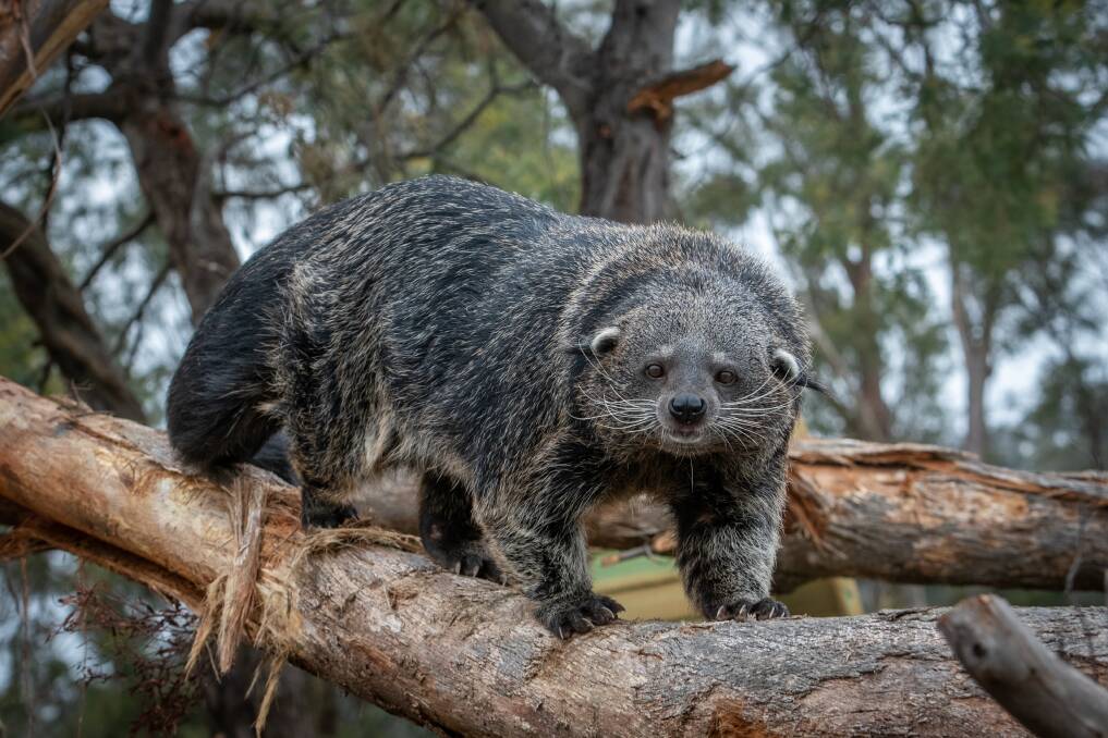 NEW ADDITION: Ana the 4.5 year old Binturong settling in at Tasmania Zoo. Picture: Paul Scambler