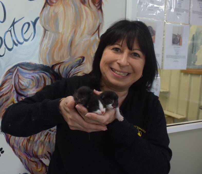 Rachel Beech of Just Cats at their Longford centre, with three two-day-old kittens. Picture by Nikita McGuire 