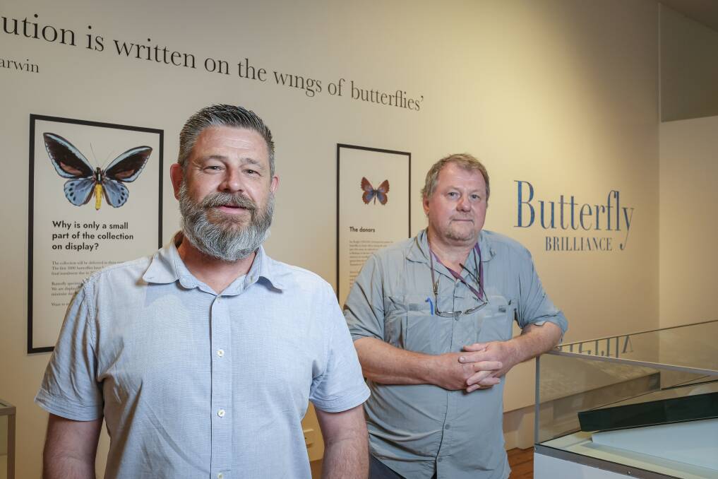 BUTTERFLY COLLECTION: David Maynard QVMAG Natural Sciences Curator and Simon Fearn QVMAG Collections Officer at the Butterfly Brilliance exhibition which will open to the public on October 23. Picture: Craig George