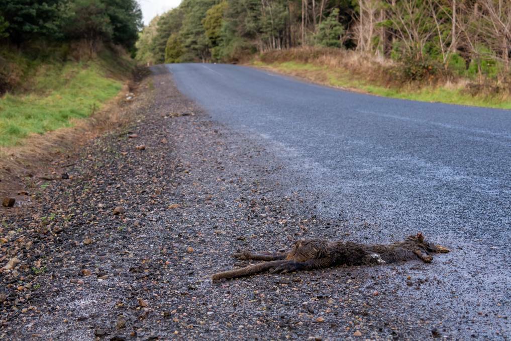 Dead animals are all too common on roads across Tasmania. Picture: File