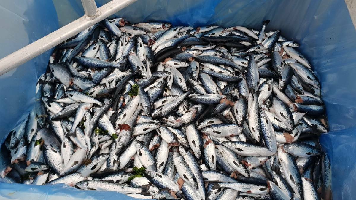 Thousands of fish dead after incident in state's North