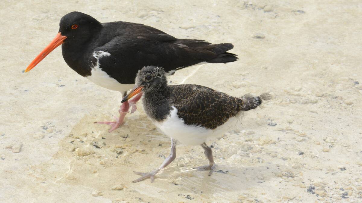 PROTECTED: A mother and child Pied Oystercatcher. Picture: Eric J Woehler