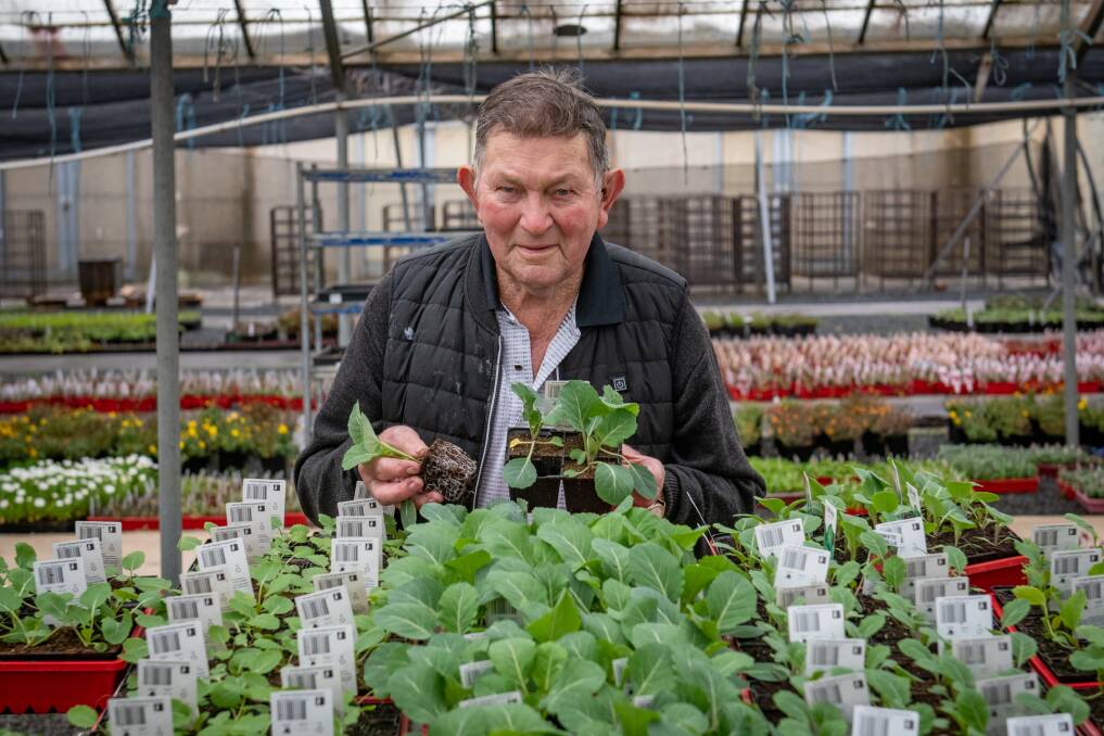 GREEN THUMB: Owner of Allan's Nursery, Bill Allan, at the company's Youngtown facility. Picture: Paul Scambler