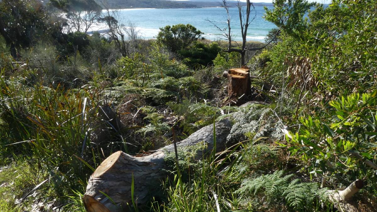 Conservationist claims ratepayer felled view-impeding tree