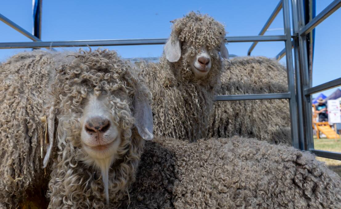 WOOLY: GoatFest, organised by the Dairy, Angora, Boer and Miniature goat breed societies, returned. Picture: Cameron Towns