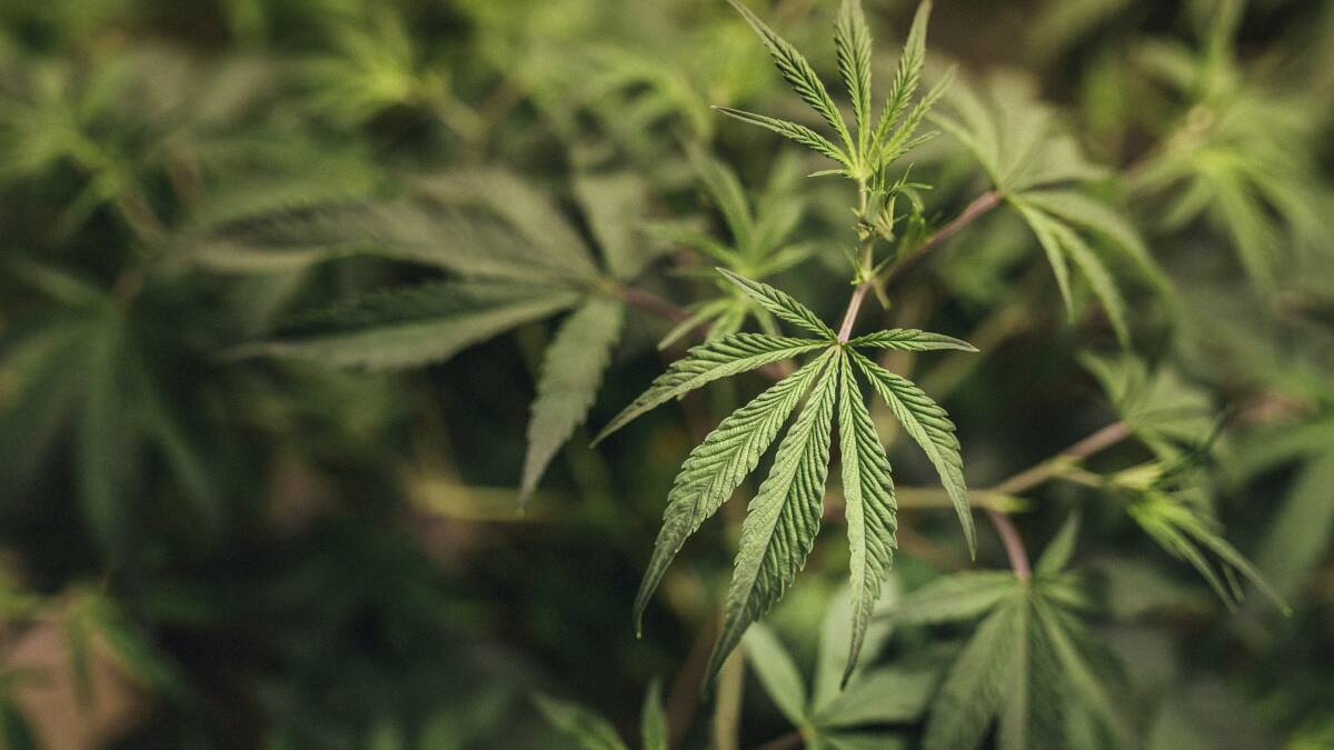 One in two Northern Tasmanians support legal cannabis, survey finds