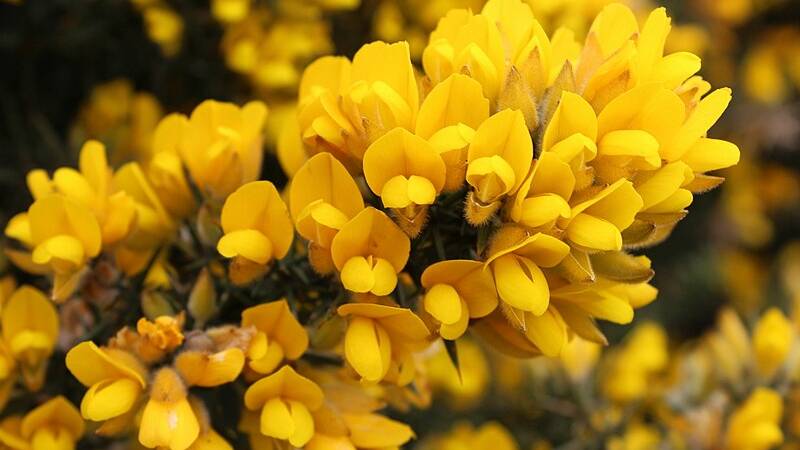 Gorse seeds can remain dormant in the ground for up to 30 years. Picture: File