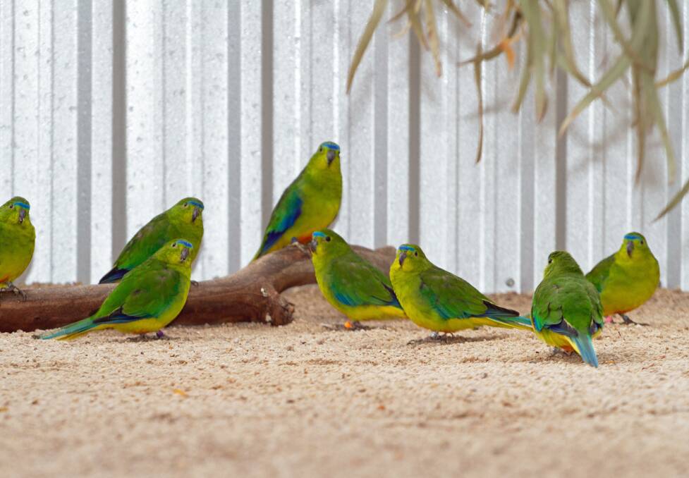 BIRDS OF A FEATHER: A collection of orange-bellied parrots. Picture: Supplied 