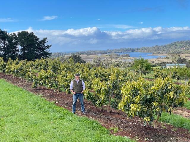THEY GROW UP SO FAST: Mark Kable, agricultural director of Harvest Moon with the producer's avocado trees. Picture: Supplied