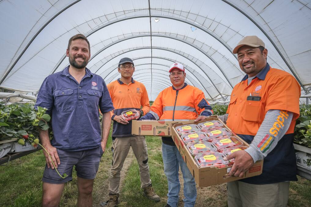 STRAWBERRY DREAMS: Simon Dornauf, full-time worker Dino Wang and seasonal workers Delfin da Silva and Dino Wang at Hillwood Berries. Picture: Craig George