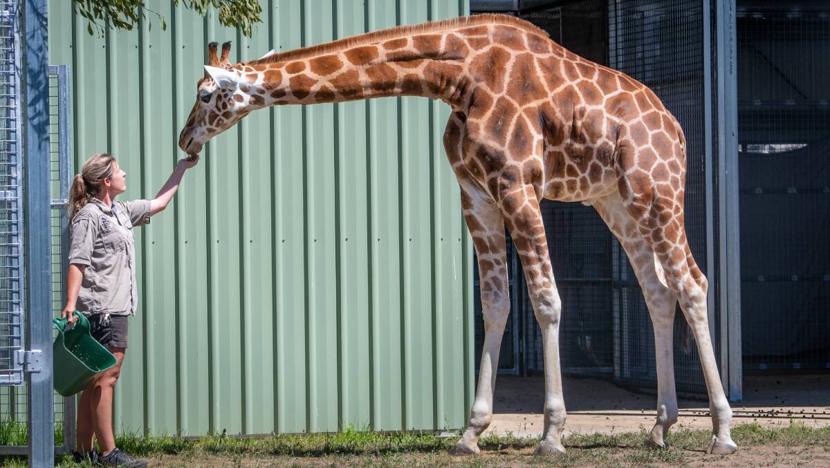 Tasmania Zoo owner Rochelle Penney with Hunter, one of the zoo's two new giraffes.