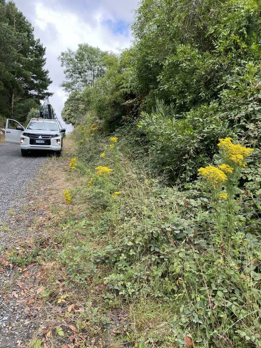 RAGWORT RAID: Some of the ragwort weeds on the side of the road.