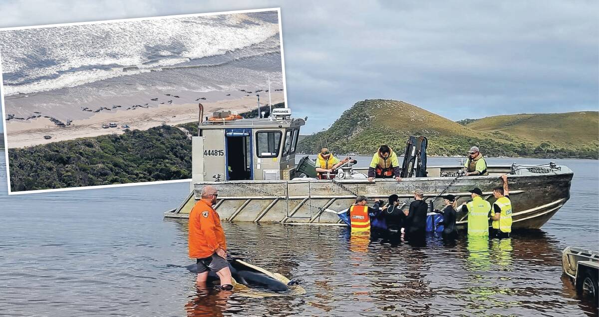 Crews trying to move some of the stranded pilot whales to deeper waters. Main picture courtesy of NRE, inset picture by Adam Reibel