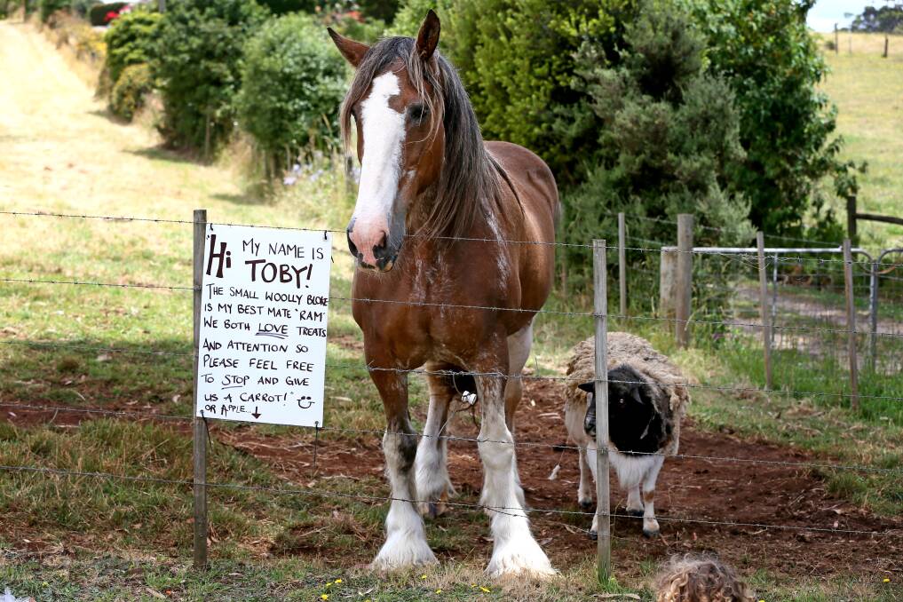 Toby the Clydesdale horse with his best friend, who happens to be a ram. Picture by Rodney Braithwaite.