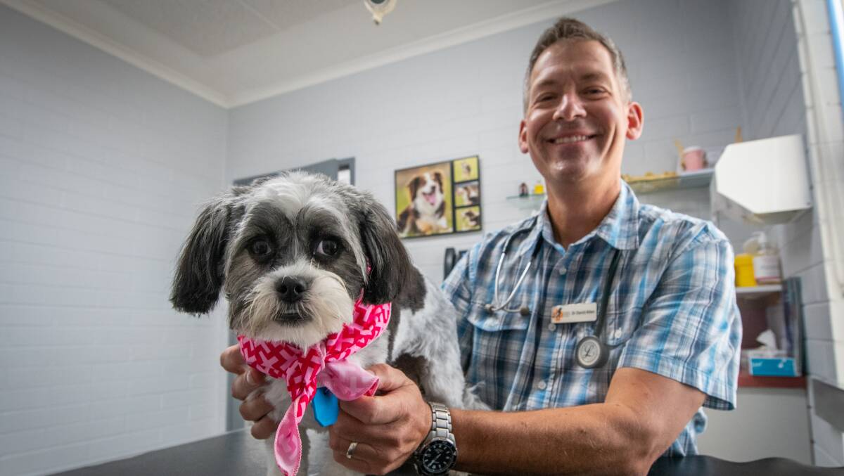 DOGGY SICK: Vet David Allen advises community to keep an eye on their furry friends. Picture: Paul Scambler