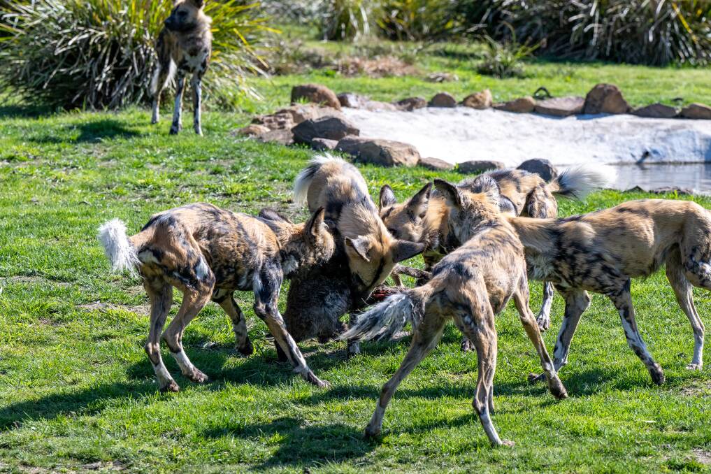 Feeding time for the pack, which was bred at Perth Zoo. Picture by Paul Scambler