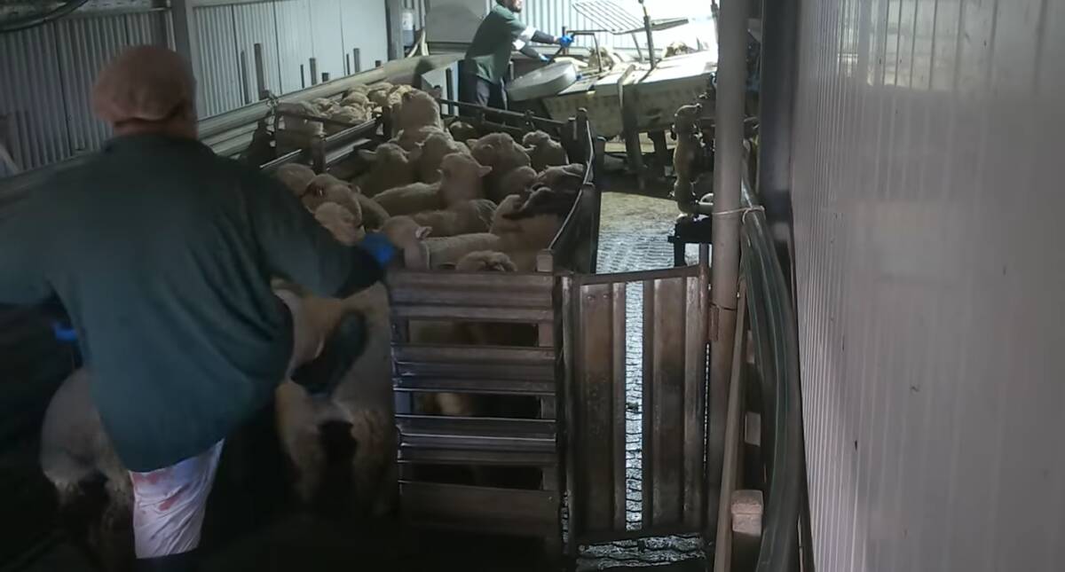 Hidden camera footage shows welfare violations by abattoir employees, including beating and kicking animals being led to slaughter, according to the Farm Transparency Project. Picture supplied