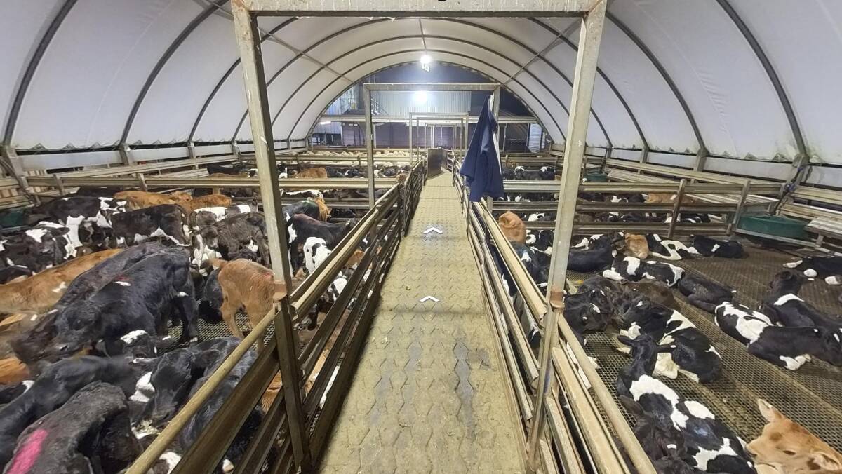 Activist group Farm Transparency Project have released 'virtual tours' of abattoirs, including Tasmanian Quality Meats at Cressy, in an attempt to sway voters. Picture supplied