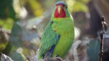 One reader thinks Taylor Swift should make common cause with another type of 'Swiftie' - the swift parrot. File picture