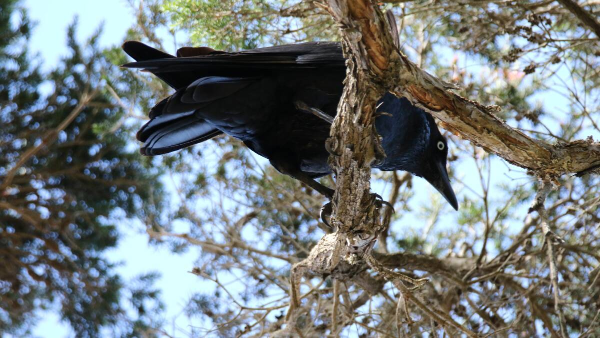 Flinders Island forest ravens have thrived without the presence of mammalian carnivores. Picture Julie Fielding