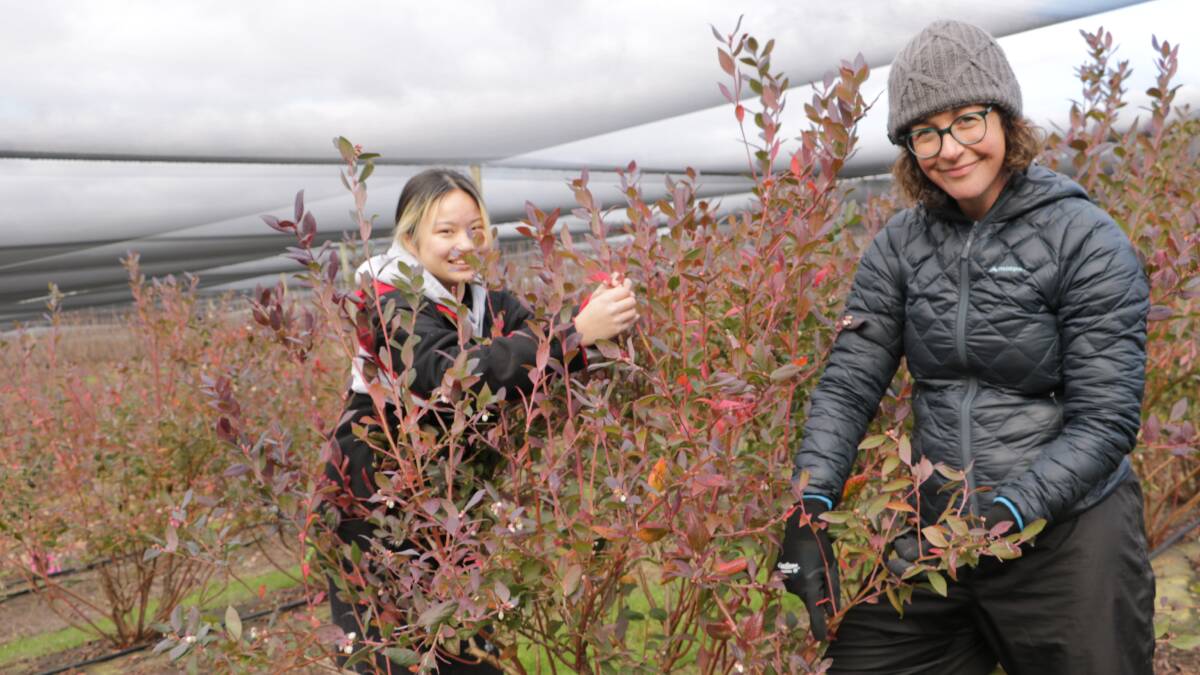 Associate professor Kara Barry and Agricultural Science honours student Nikita Ng working on blueberry defoliation trials. Picture: Michele Buntain