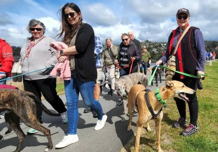 Some see greyhounds as racing dogs. A global event wants to change their minds