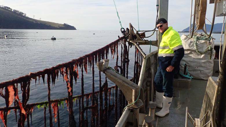 The native seaweed will reduce methane in cattle by up to 98 per cent Picture: Supplied